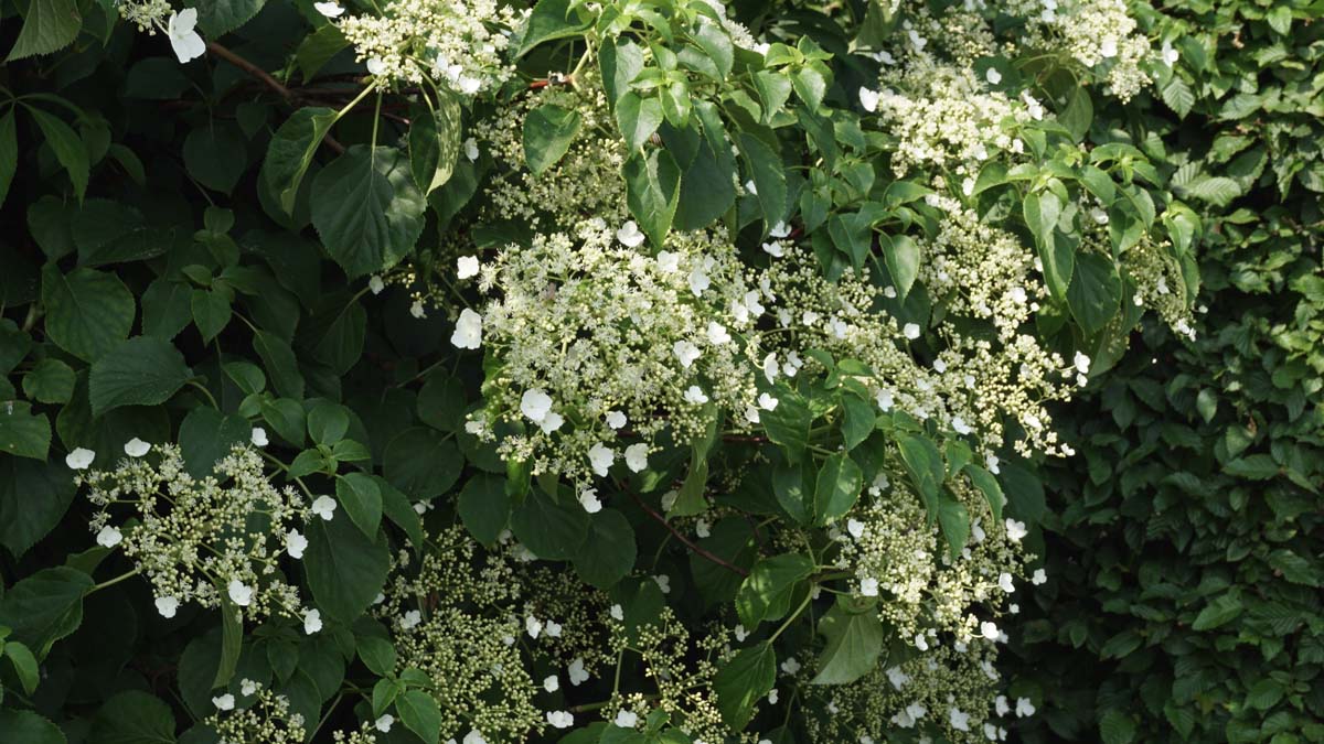 Kletterhortensie