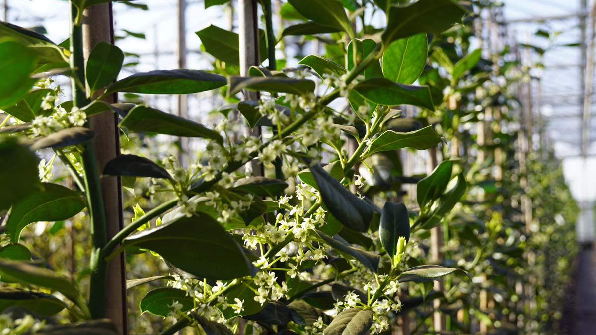 Bild Baum-Hülse ´Nellie R. Stevens´  - Ilex 'Nellie R. Stevens'