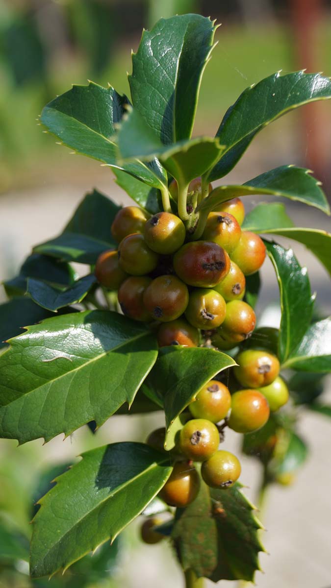 Stechpalme (HECKENFEE)