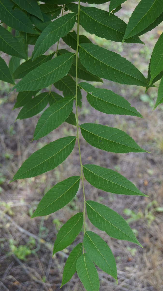 Schwarznussbaum