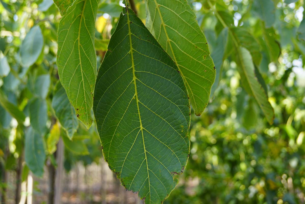 Echte Walnuss 'Proslavski', Walnussbaum, Walnussbäume, Welschnuss