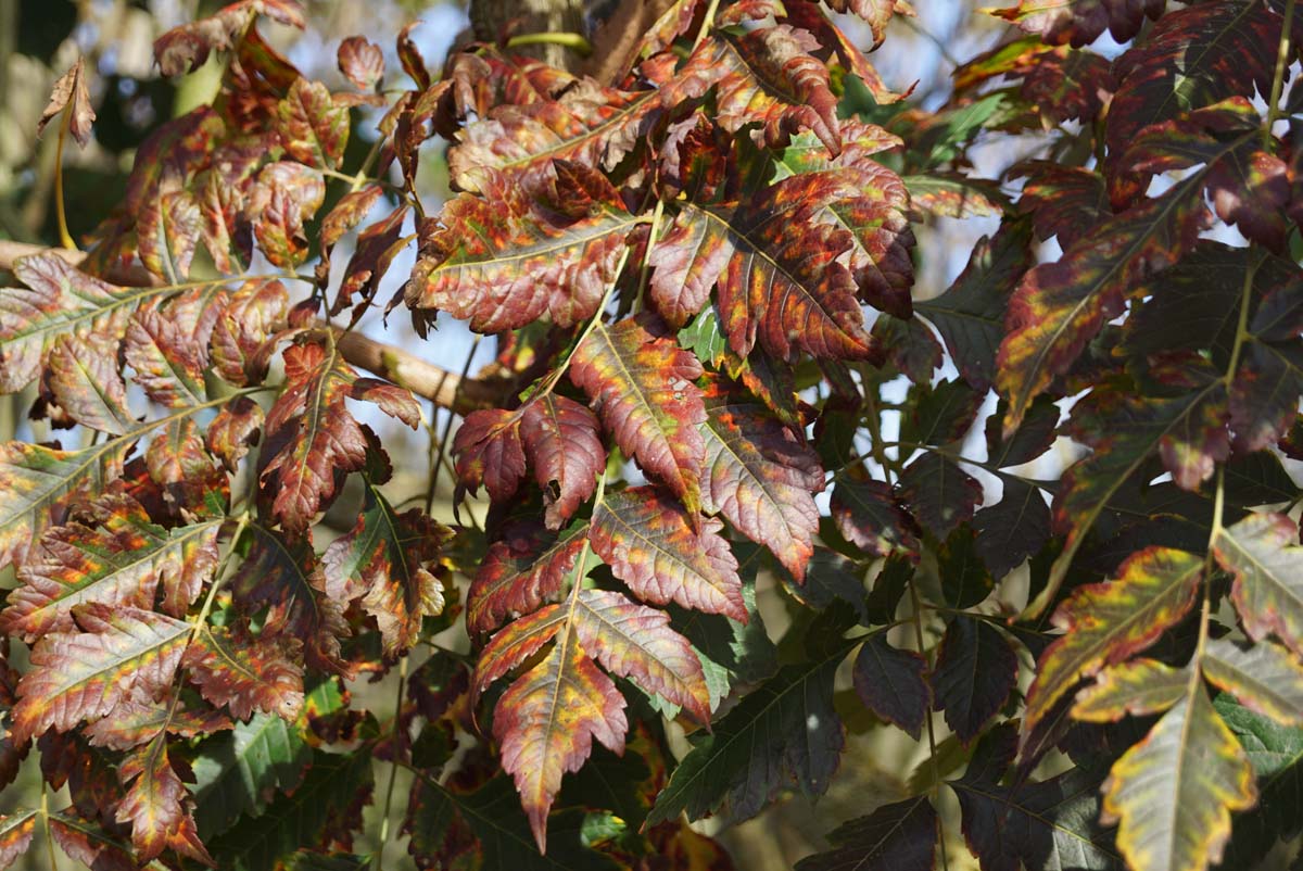 Gold-Blasenbaum; Rispiger Blasenbaum; Blasenesche