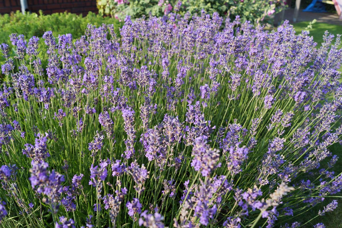Echter Lavendel ´Hidcote´; Schmalbl