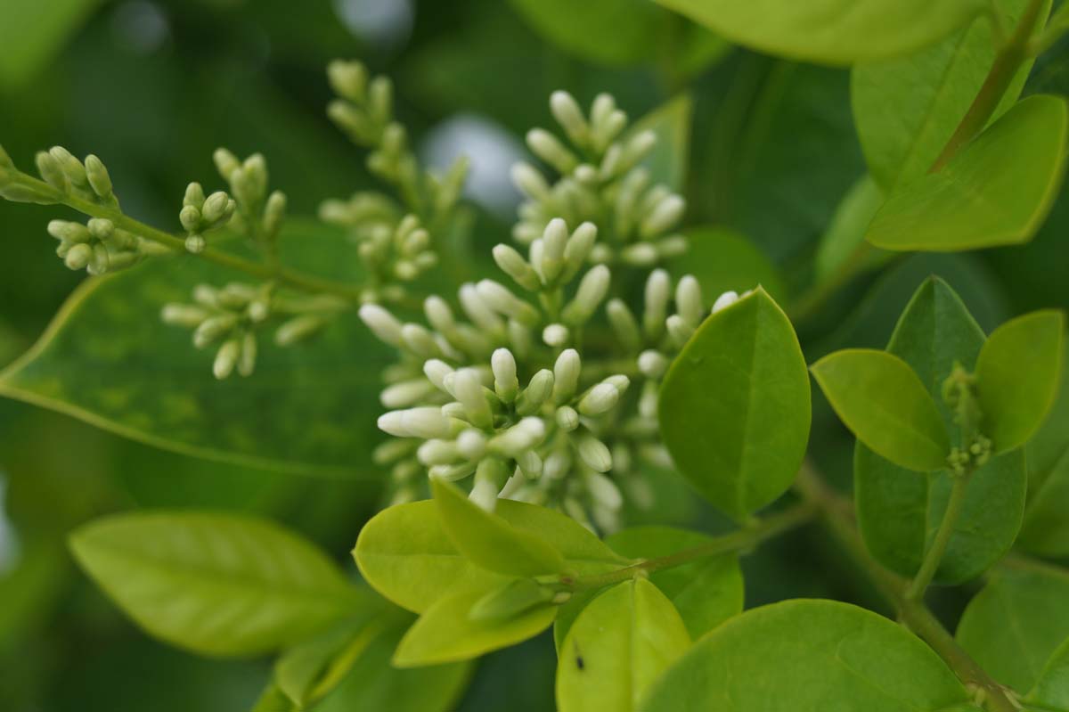 Bild Gelblaubiger Liguster ´Vicaryi´  - Ligustrum 'Vicaryi'