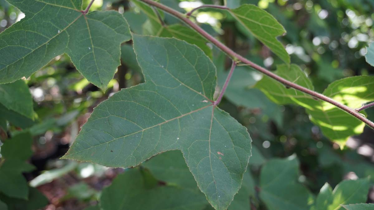 Bild Amberbäume ´Ellen´  - Liquidambar formosana 'Ellen'