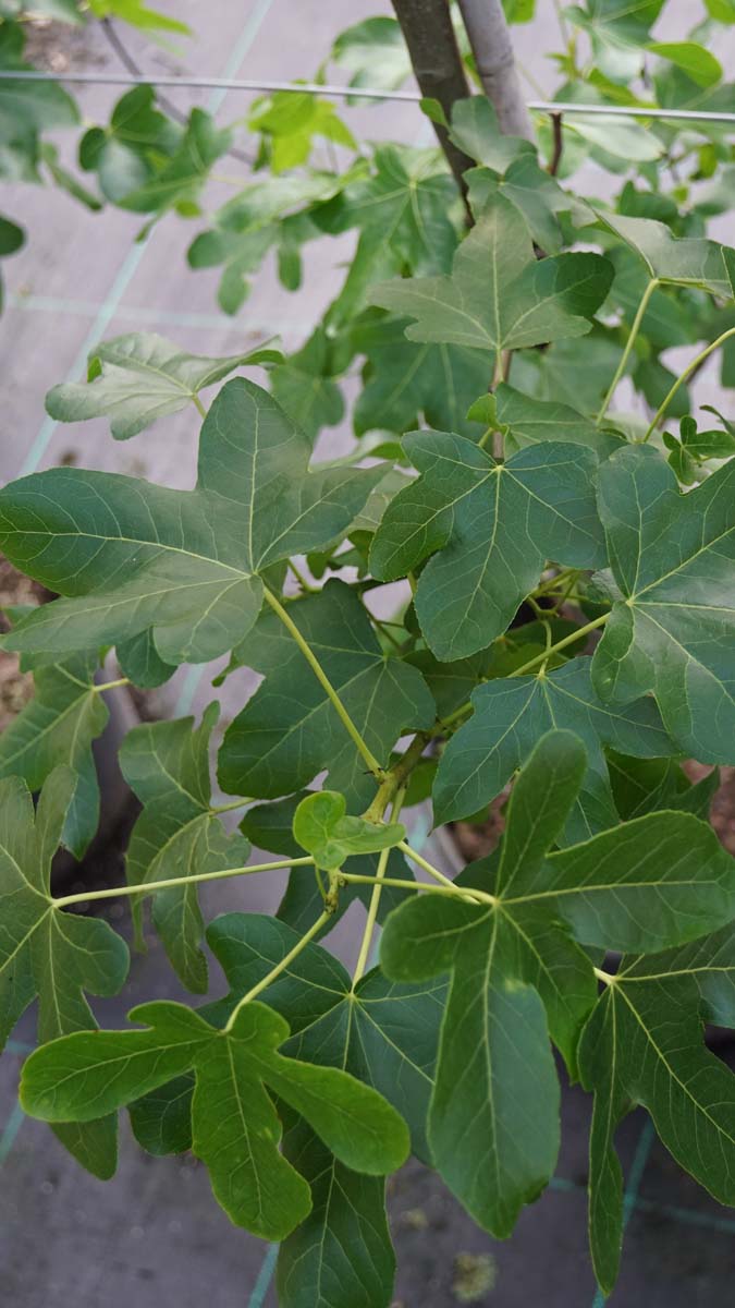 Bild Amerikanischer Amberbaum ´Rotundiloba´, Seesternbaum  - Liquidambar styraciflua 'Rotundiloba'