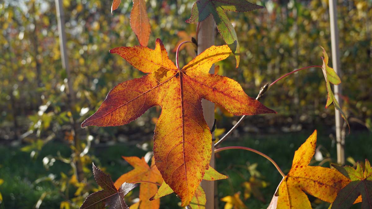 Amerikanischer Amberbaum 'Simone', Seesternbaum