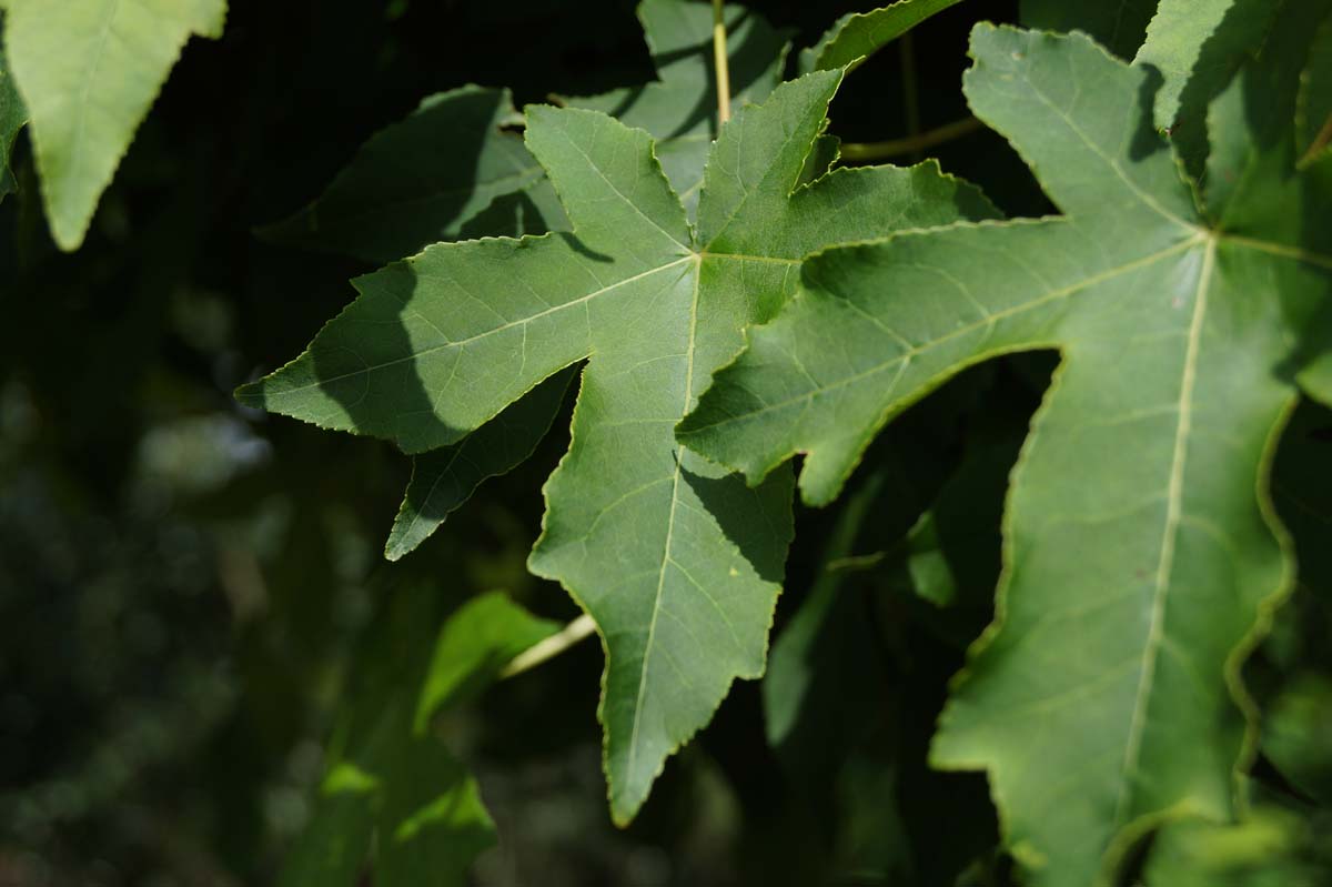 Amerikanischer Amberbaum 'Gum Ball'; Seesternbaum