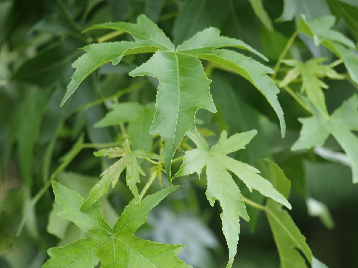 Amerikanischer Amberbaum