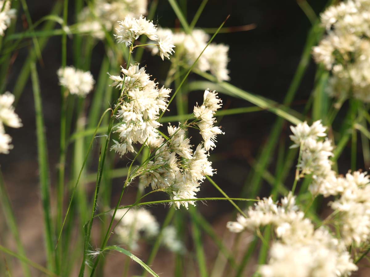 Schneeweisse Hainsimse; Schneemarbel