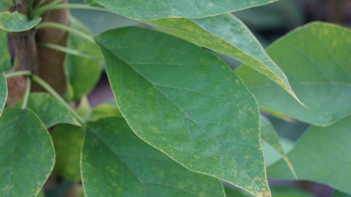 Milchorangenbaum ´Cannonball´; Osagedorn