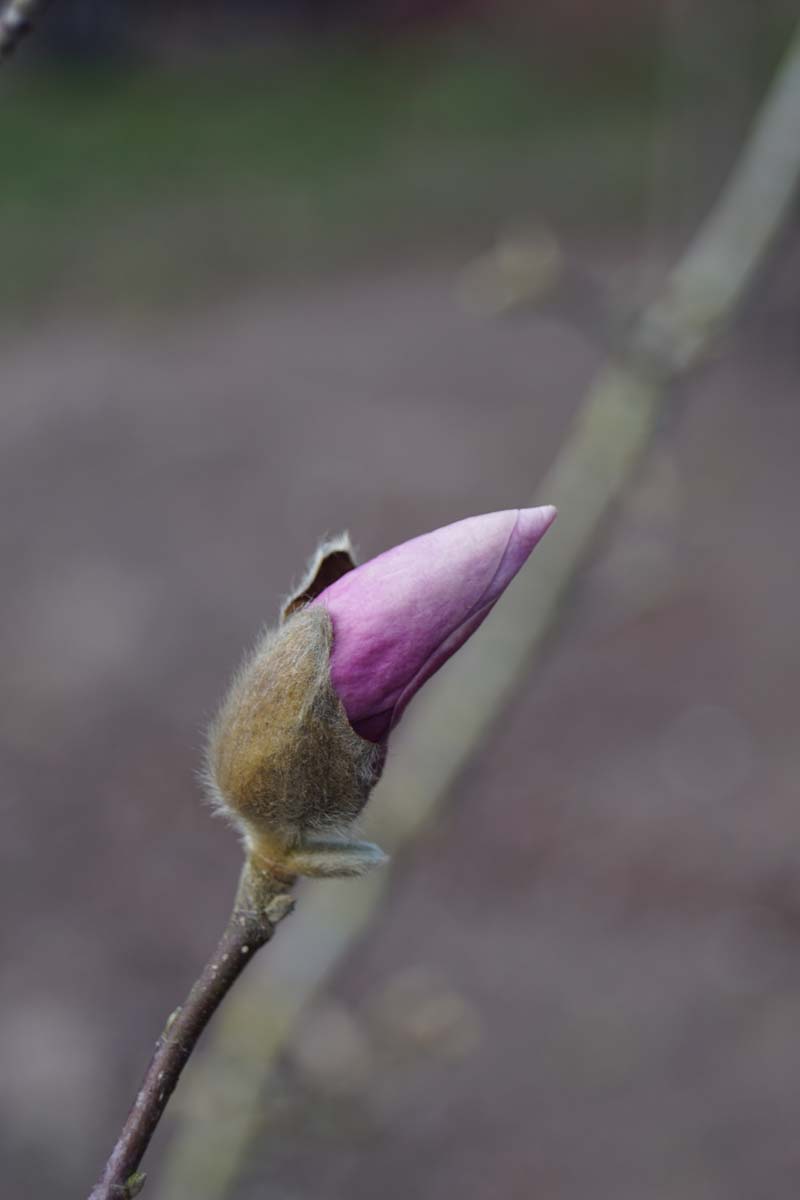 Magnolie ´George Henry Kern´