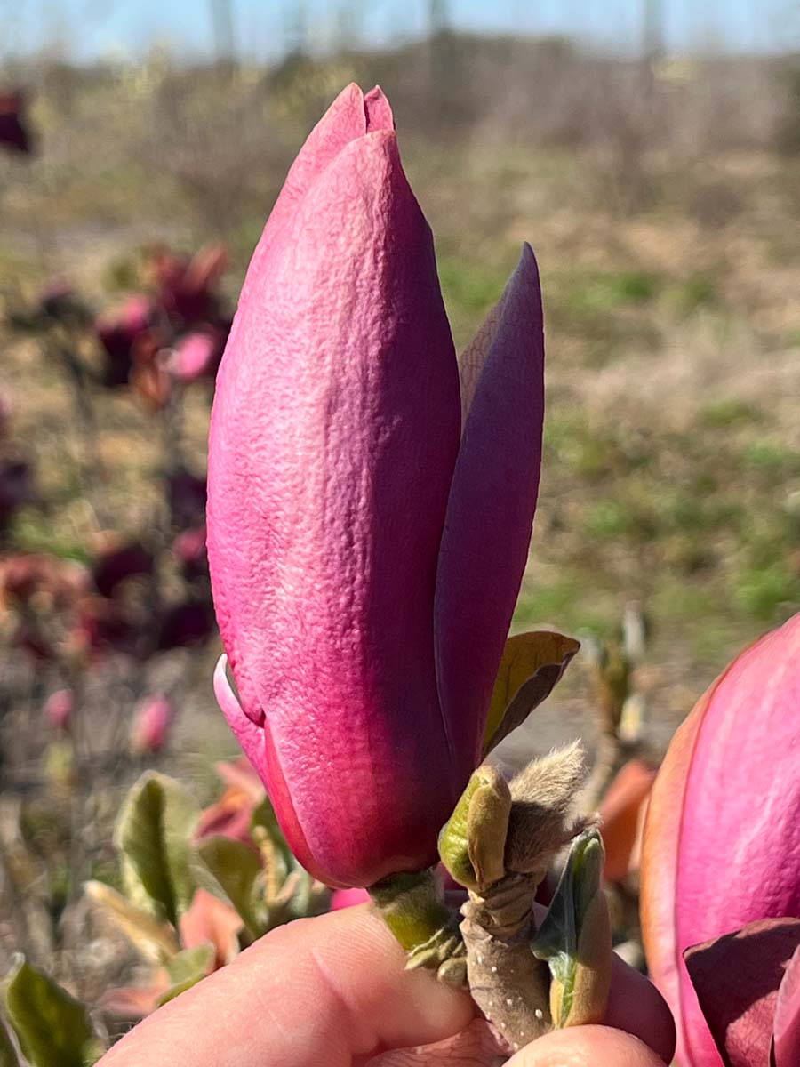 Magnolie ´March Till Frost´
