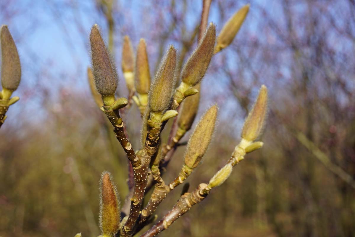 Magnolie ´Red Lucky´