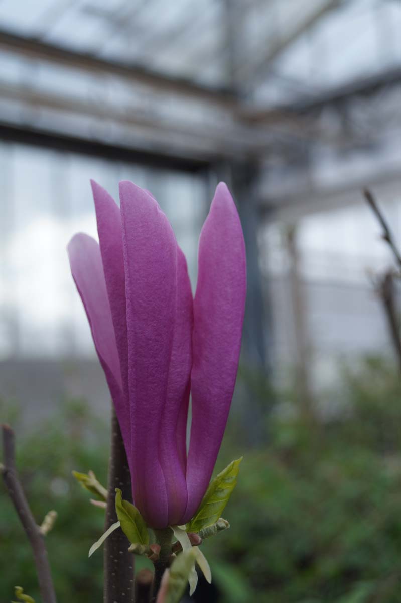 Magnolie ´Betty´