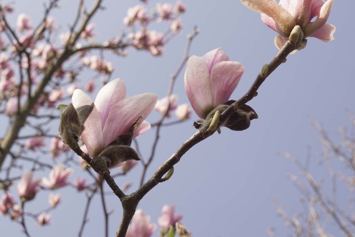 Bild Tulpen-Magnolie ´Heaven Scent´  - Magnolia 'Heaven Scent'