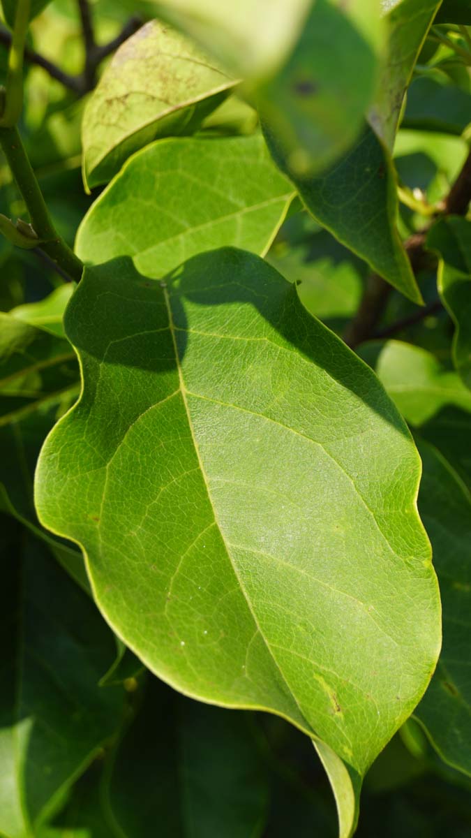 Magnolie ´Spectrum´