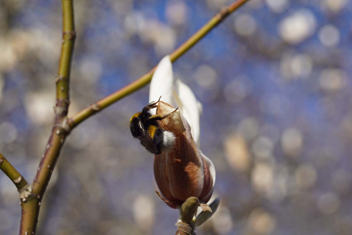 Baum-Magnolie; Kobushi-Magnolie; Japanische Magnolie