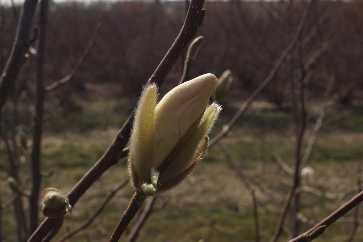 Baum-Magnolie, Kobushi-Magnolie, Japanische Magnolie
