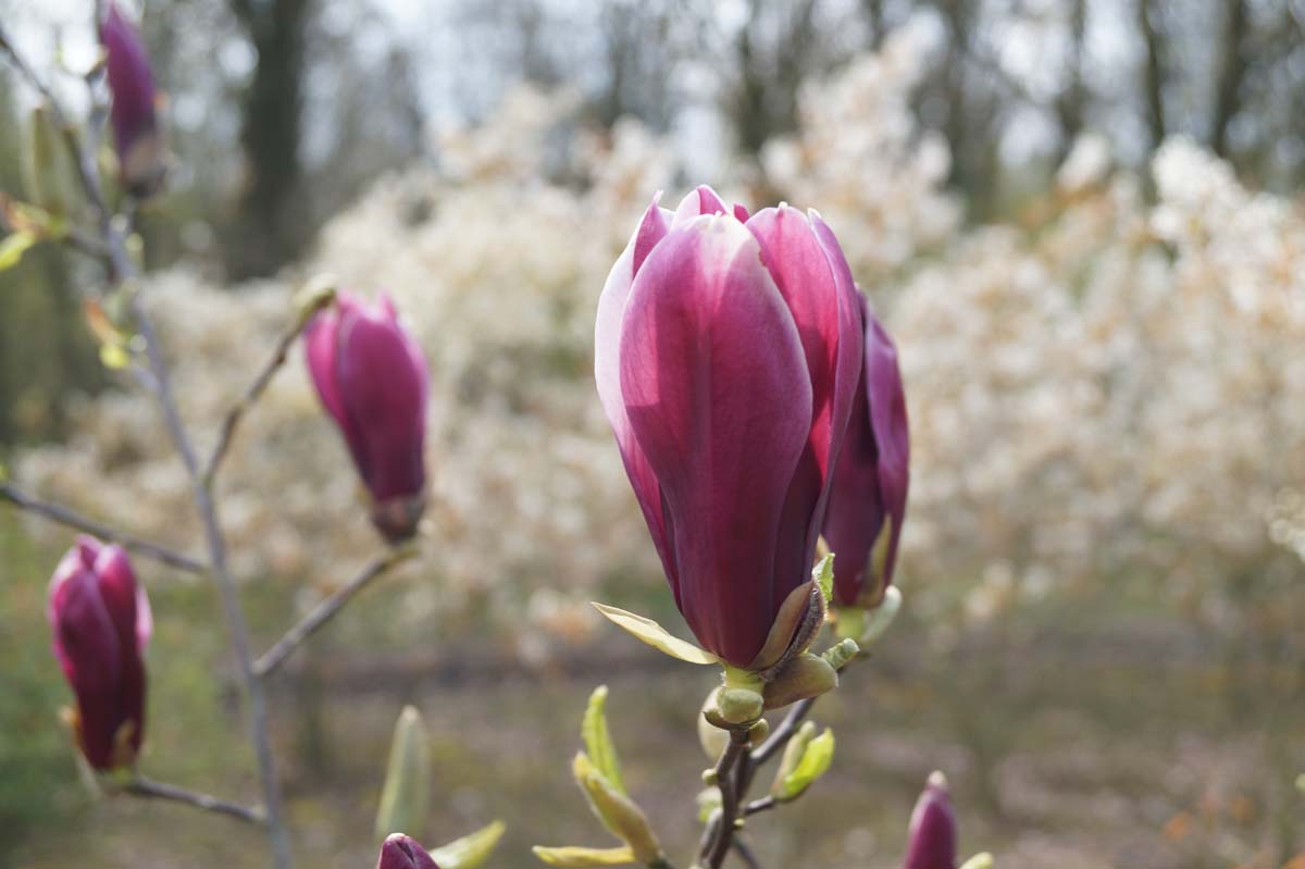 Purpur-Magnolie ´Nigra´