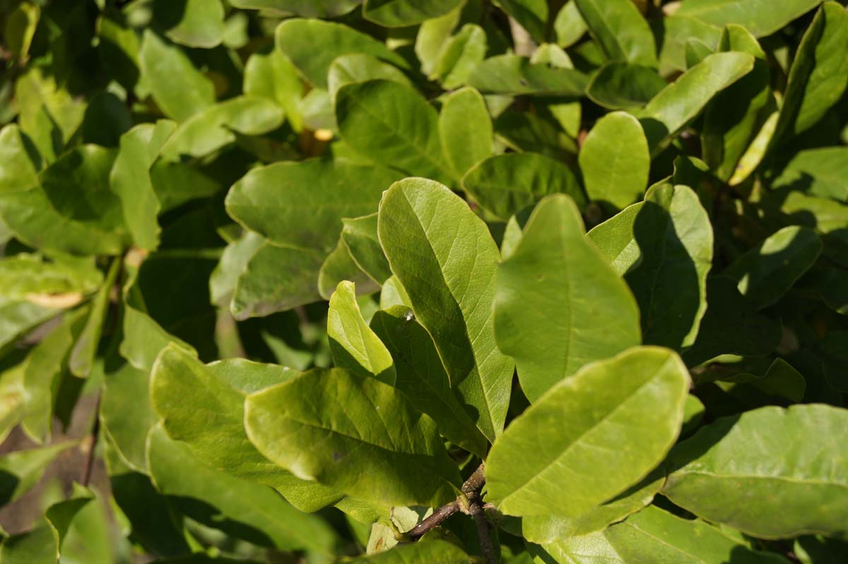 Grossblumige Stern-Magnolie 'Leonard Messel'