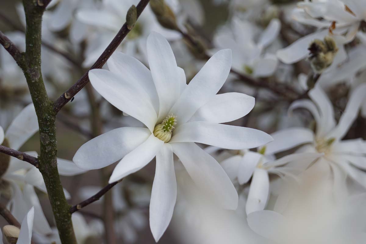 Sternmagnolie