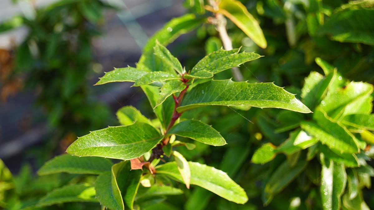 Bild Berberitzenmahonie ´Dart´s Desire´, Hybridmahonie, Bastardmahonie  - Mahoberberis 'Dart's Desire'