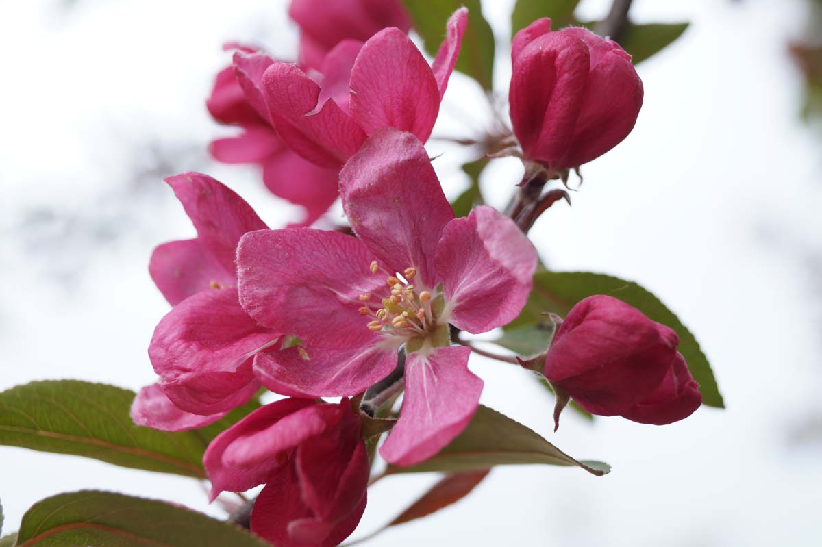 Bild Zierapfel ´Almey´  - Malus 'Almey'