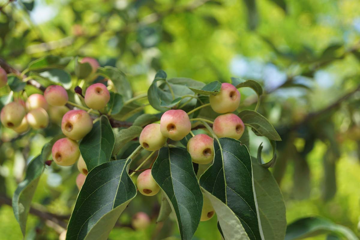 Zierapfel 'Braendkjaer'