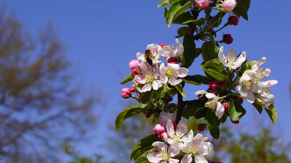 Zierapfel 'Golden Hornet'