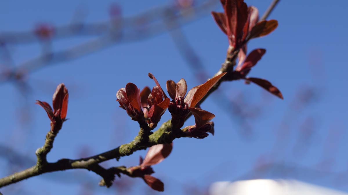 Zierapfel 'Gorgeous'