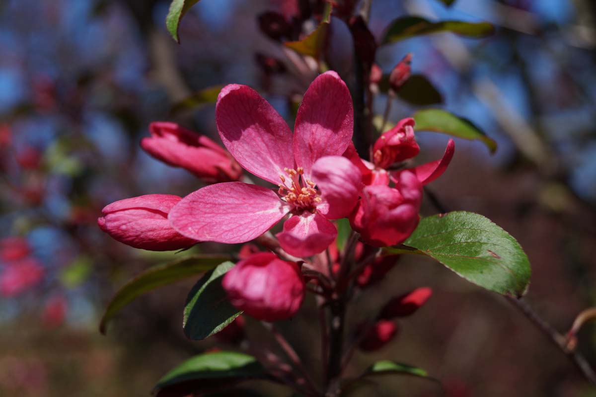 Zierapfel 'Makamik'