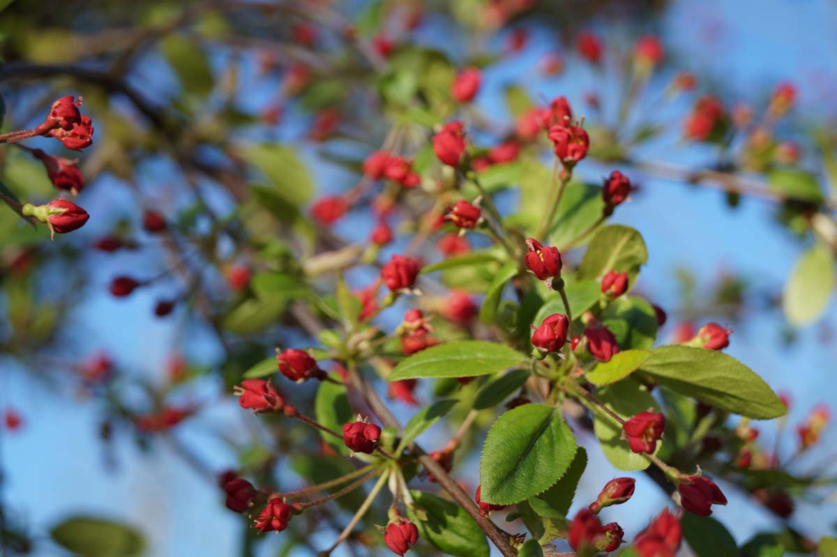 Zierapfel 'Neville Copeman'