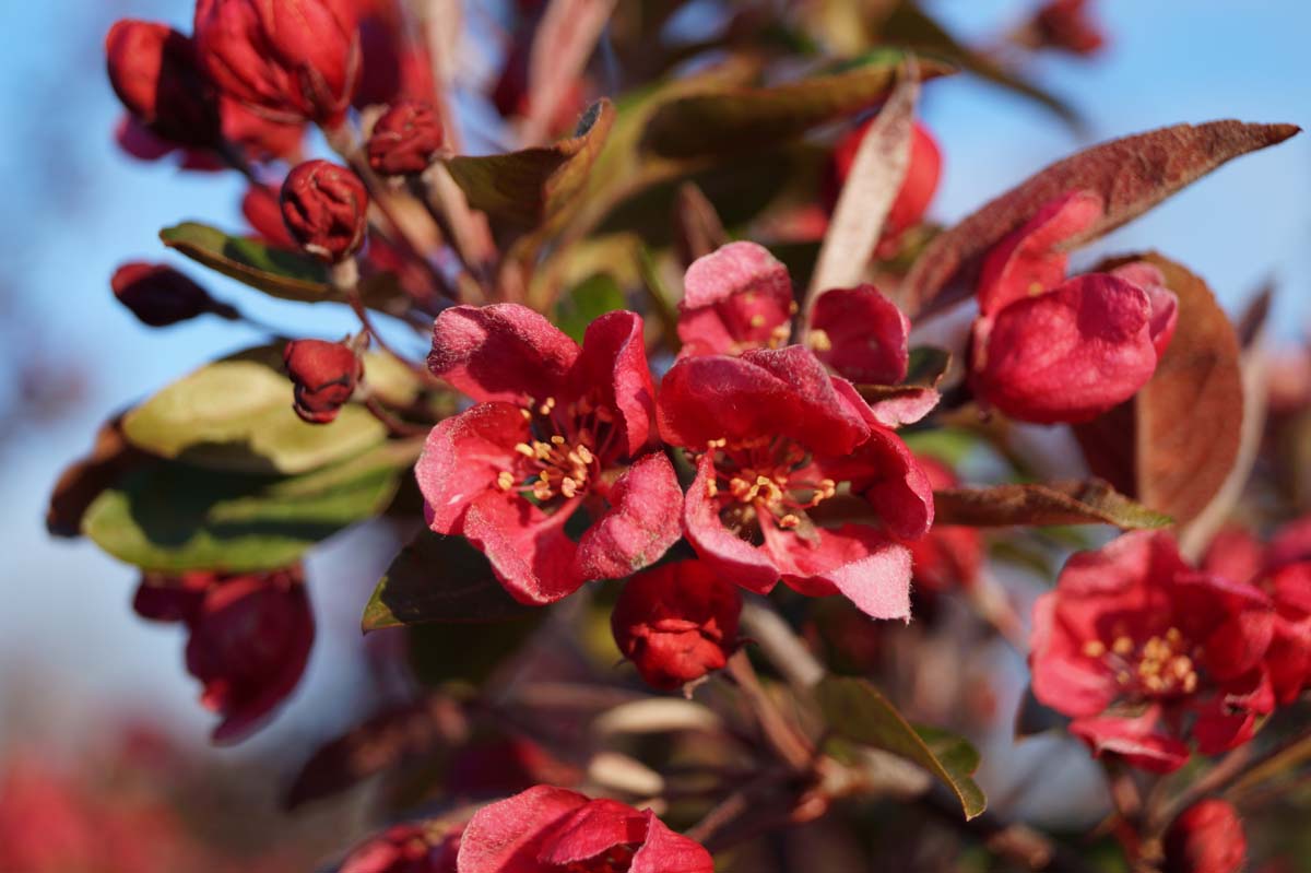 Zierapfel 'Profusion'