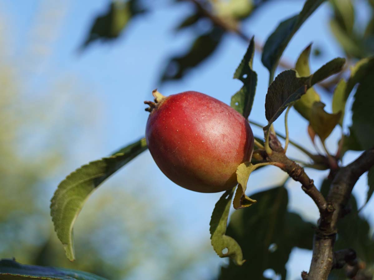 Bild Zierapfel ´Rinki´  - Malus 'Rinki'