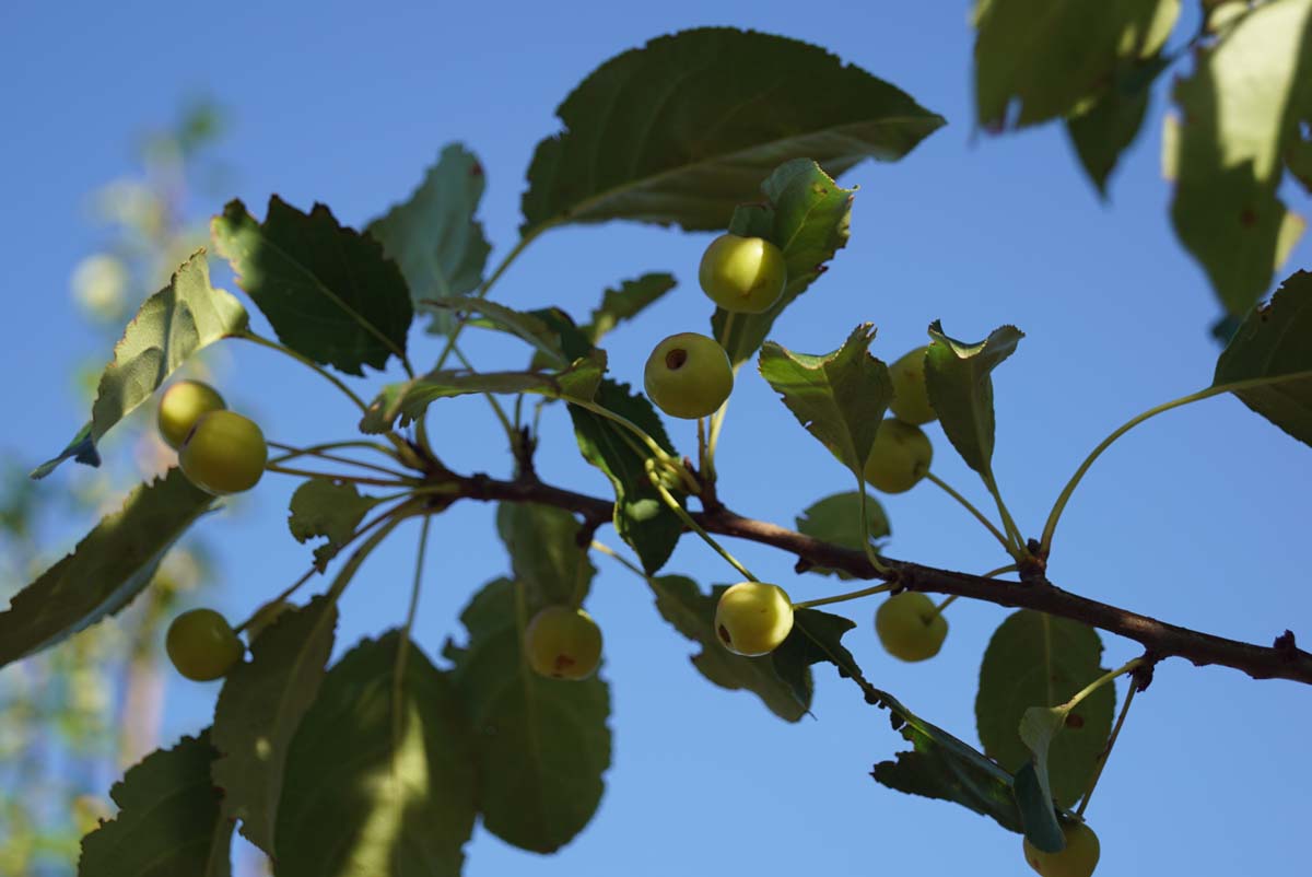 Kirschapfel 'Columnaris', Beerenapfel
