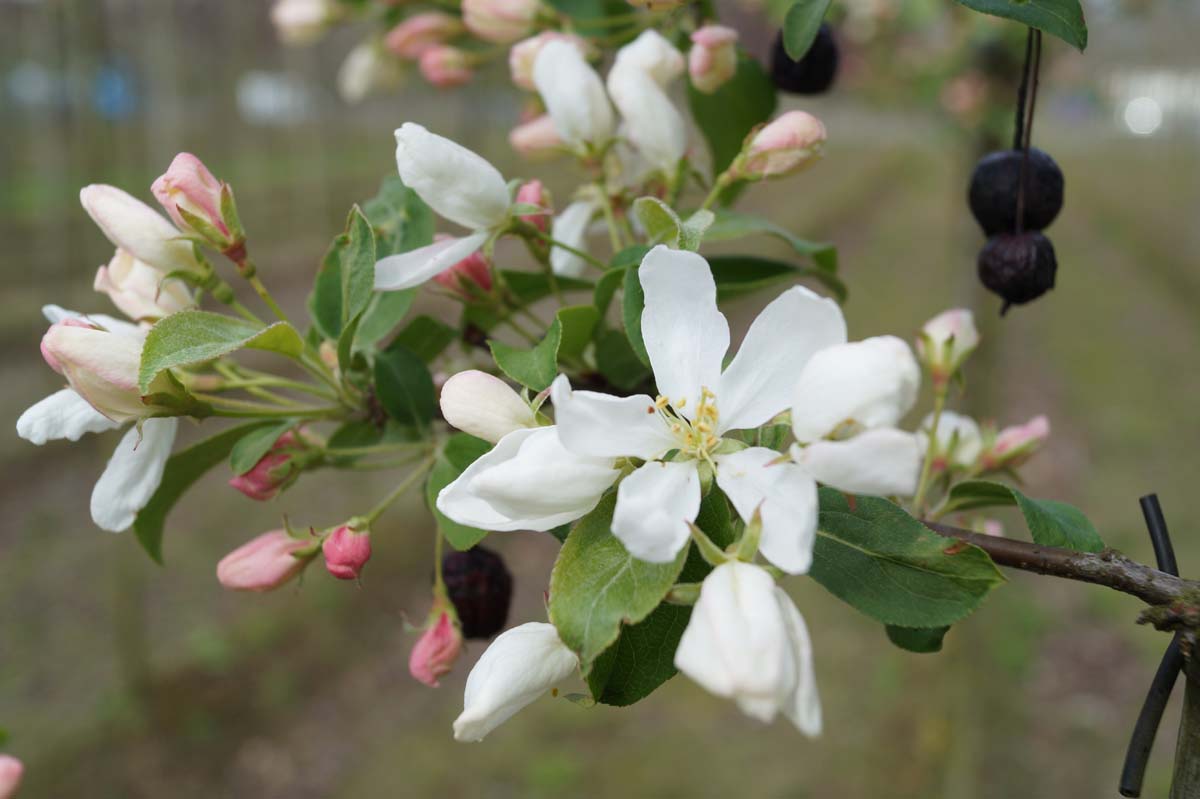 Bild Kirschapfel ´Street Parade´, Beerenapfel  - Malus baccata 'Street Parade'