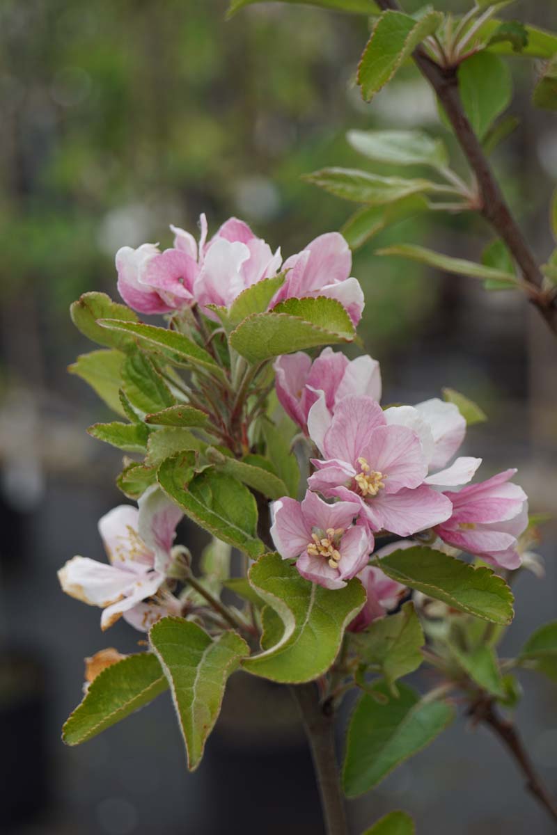 Kulturapfel 'Elstar', Apfel
