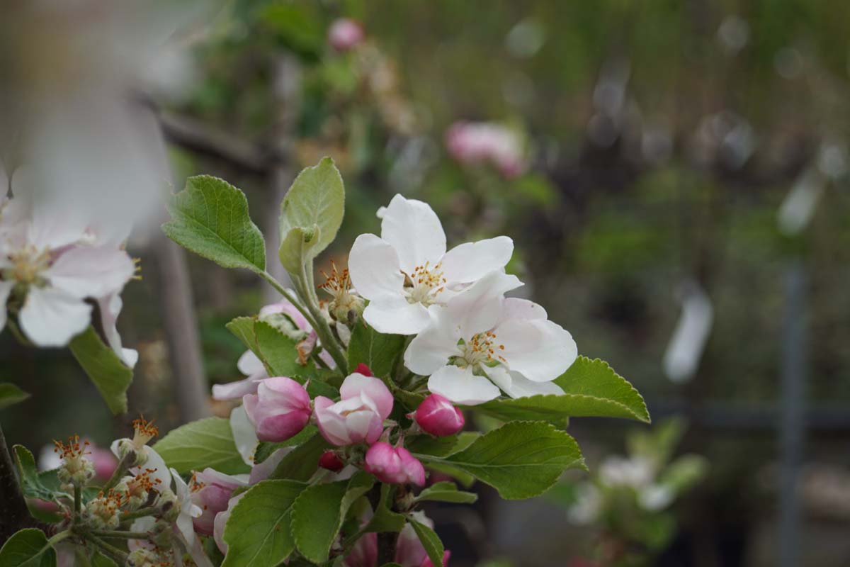 Bild Kulturapfel ´King of the Pippins´, Apfel - Malus domestica 'King of the Pippins'