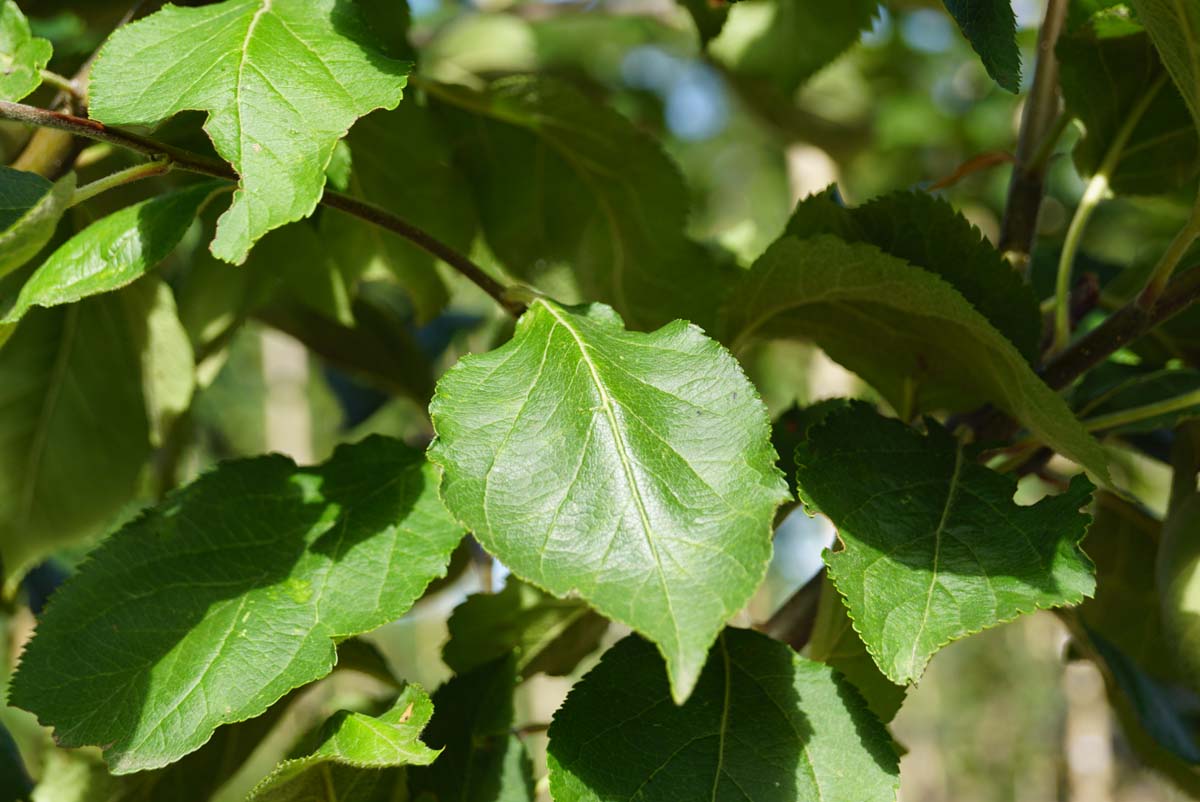 Kulturapfel ´Notarisappel´, Apfel