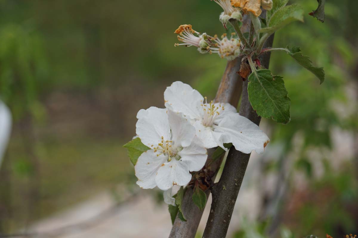Kulturapfel ´Rode Boskoop´, Apfel