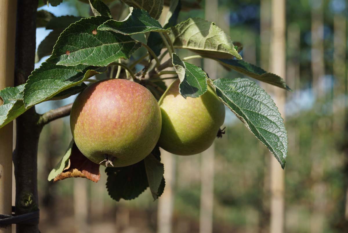 Kulturapfel 'Cox's Orange Pippin'; Apfel