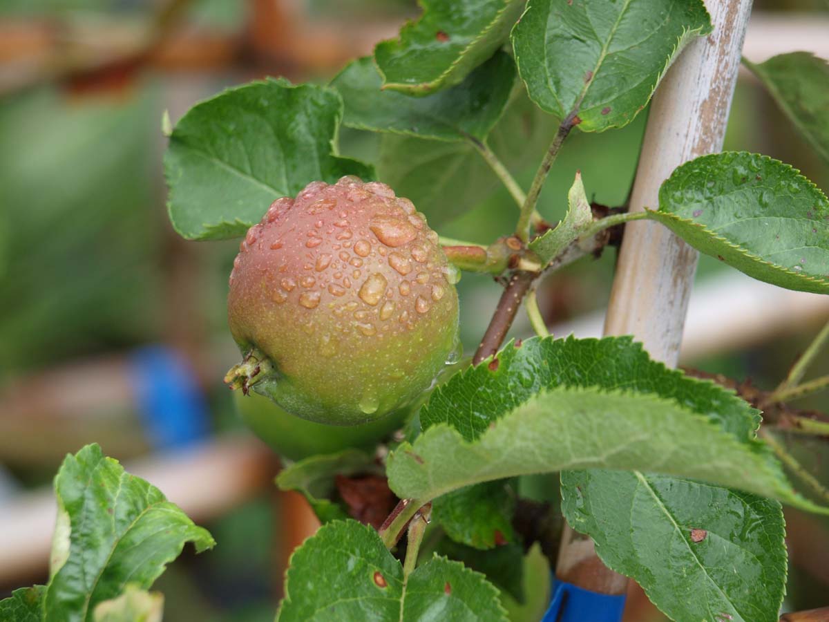 Bild Kulturapfel ´Jonagold´, Apfel  - Malus domestica 'Jonagold'