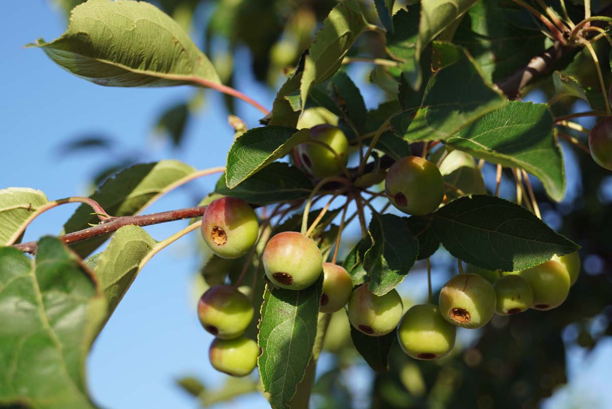 Tee-Apfel