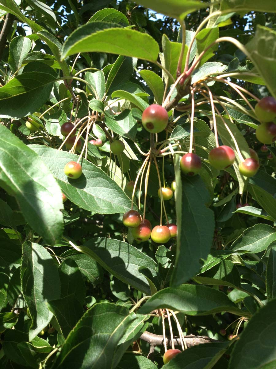 Tee-Apfel