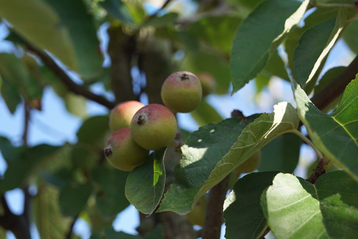 Bild Scharlachapfel ´Thalys´, Wollapfel  - Malus tschonoskii 'Thalys'