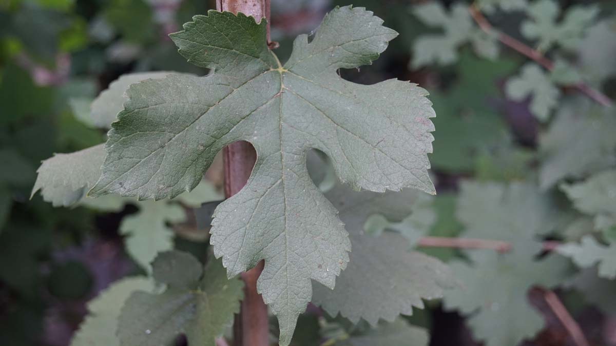Bild Schwarze Maulbeerbaum ´Dr Monbalieu´  - Morus nigra 'Dr Monbalieu'