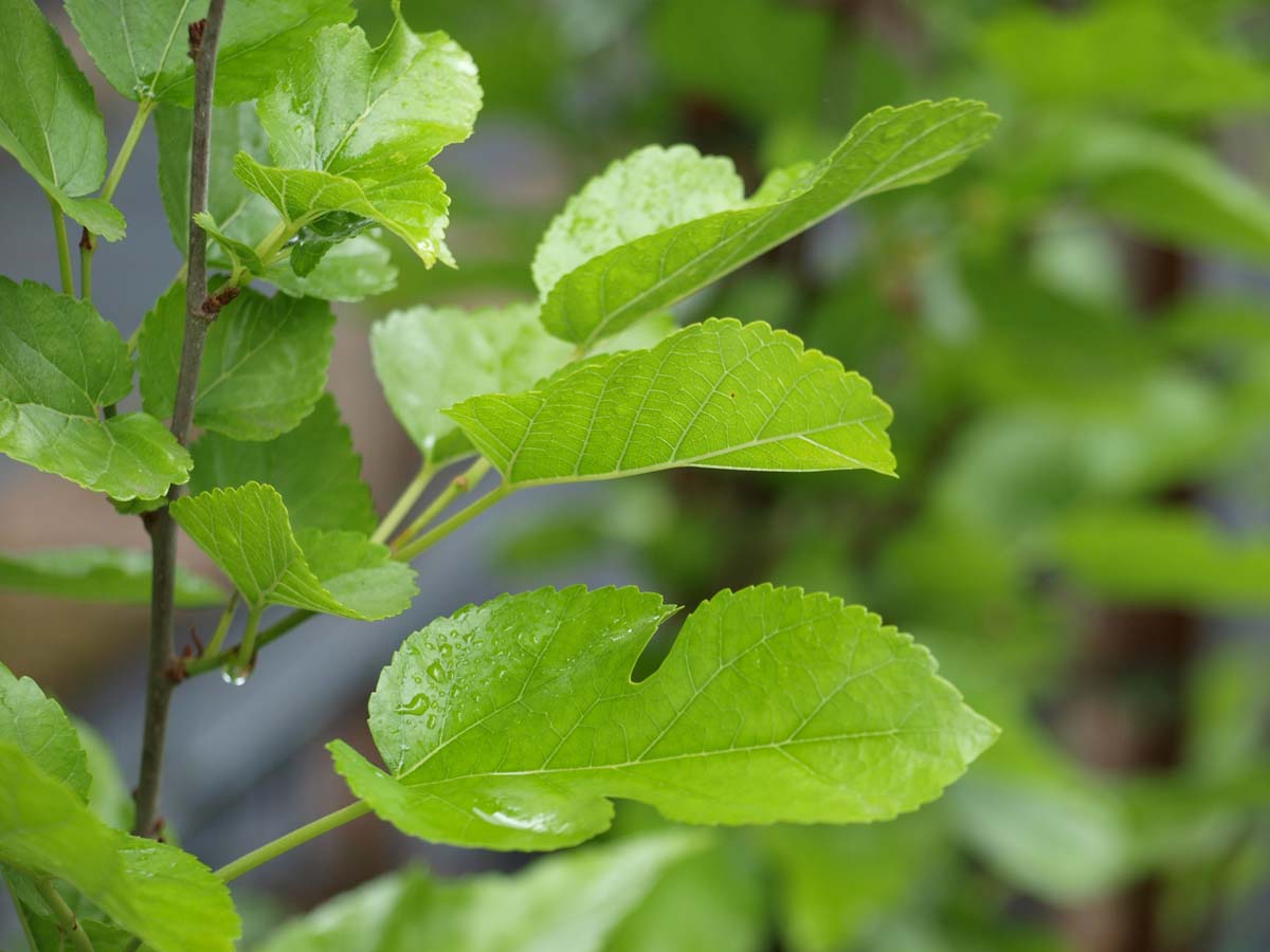 Weisser Maulbeerbaum 'Pyramidalis', Weisse Maulbeere
