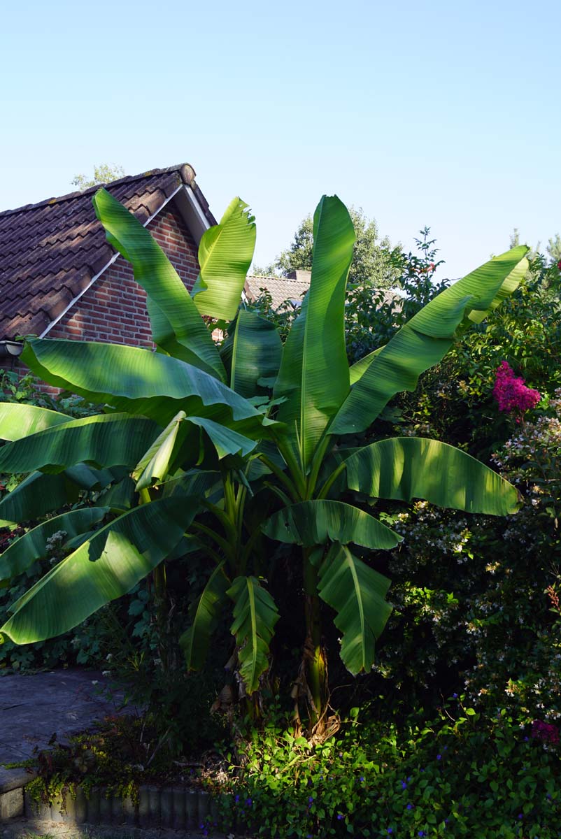 Japanische Faserbanane