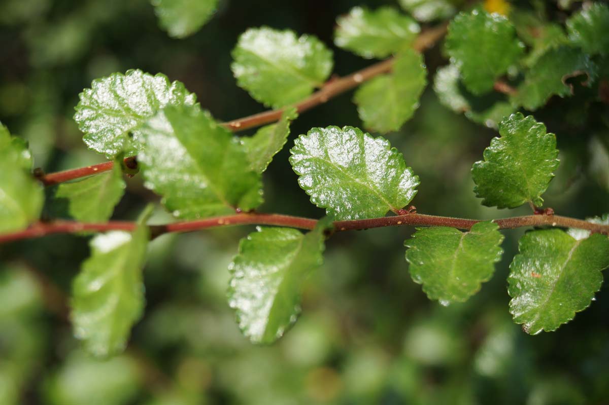 Bild Pfennigbuche, Antarktische Scheinbuche, Antarktische Südbuche  - Nothofagus antarctica
